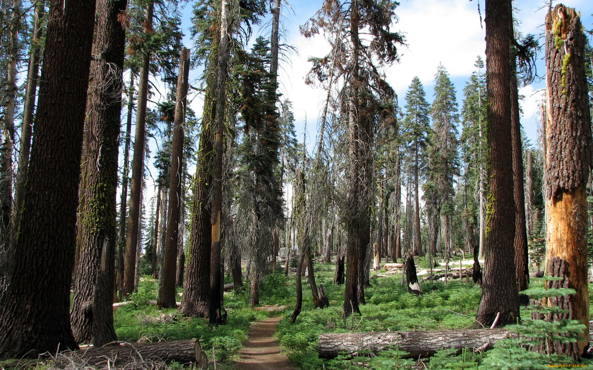 sequoia, national, park, california, , , 